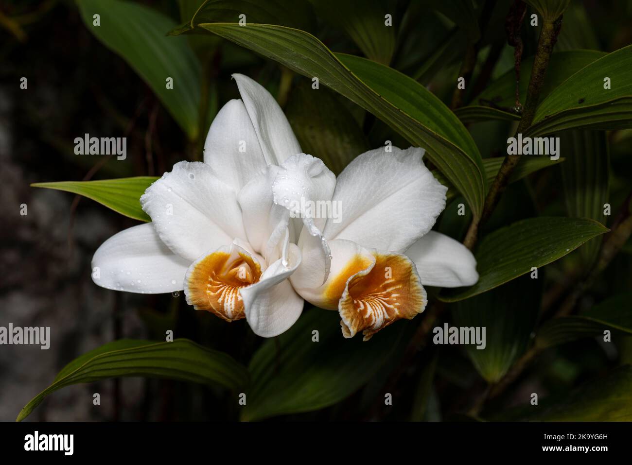 2 white sobralia orchids with flowerrs in full bloom images taken in Panamas cloud forest Stock Photo