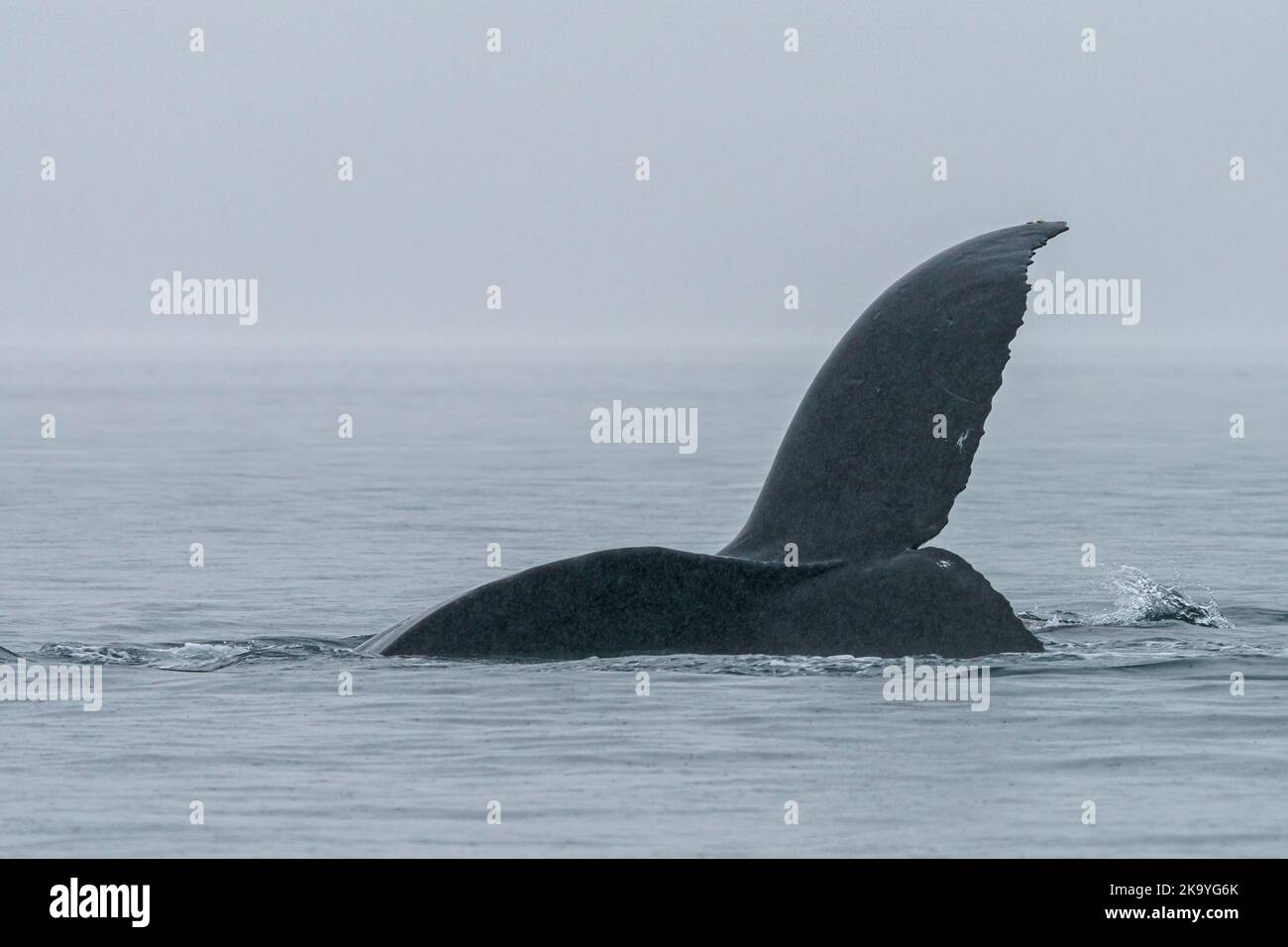 Humpback whale (Megaptera novaeangliae) playing and showing its fluke in Blackfish Sound, Queen Charlotte Strait, First Nations Territory, off norther Stock Photo