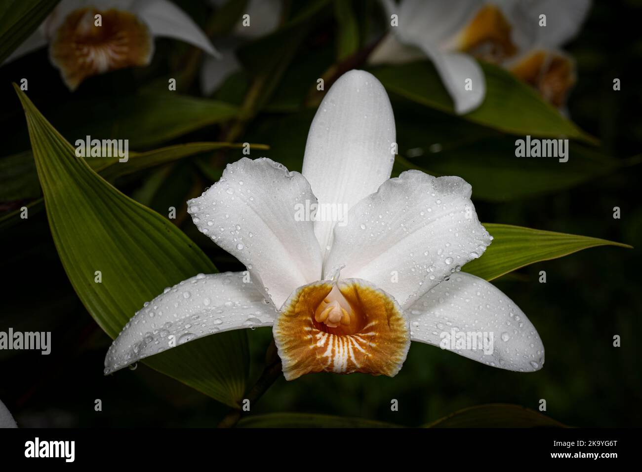 White sobralia orchids with flowerrs in full bloom images taken in Panamas cloud forest Stock Photo