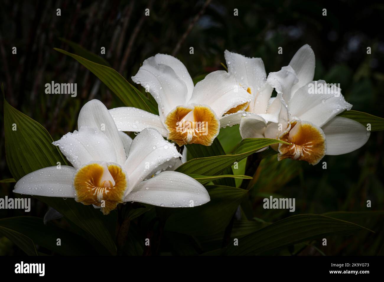 3 White sobralia orchids with flowerrs in full bloom images taken in Panamas cloud forest Stock Photo