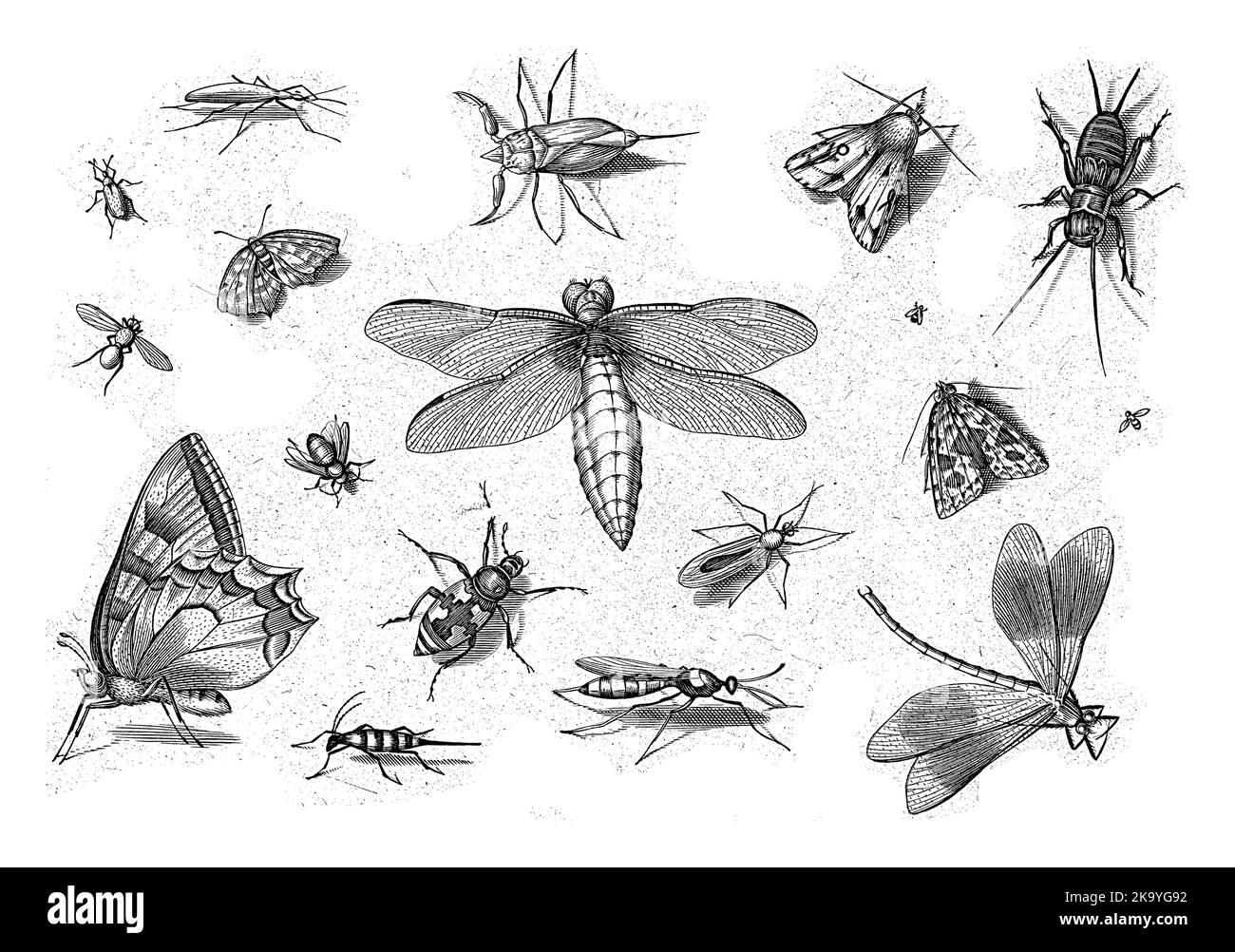 Муха маленький рисунок. Стилизация насекомых. Насекомые Графика. Насекомые в графике. Насекомые картинки.