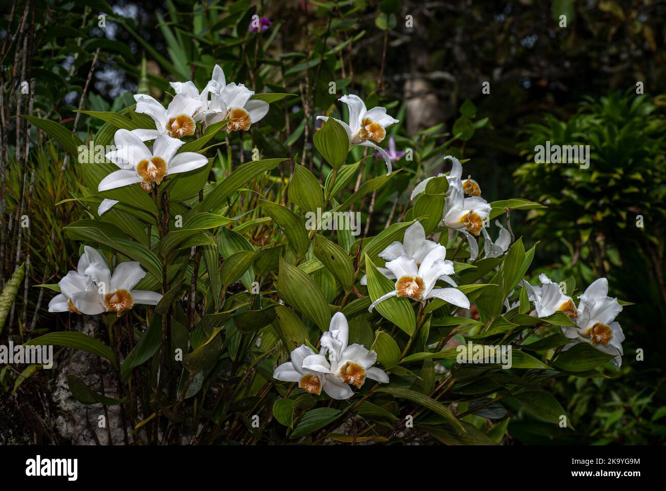 Many white sobralia orchids with flowerrs in full bloom images taken in Panamas cloud forest Stock Photo