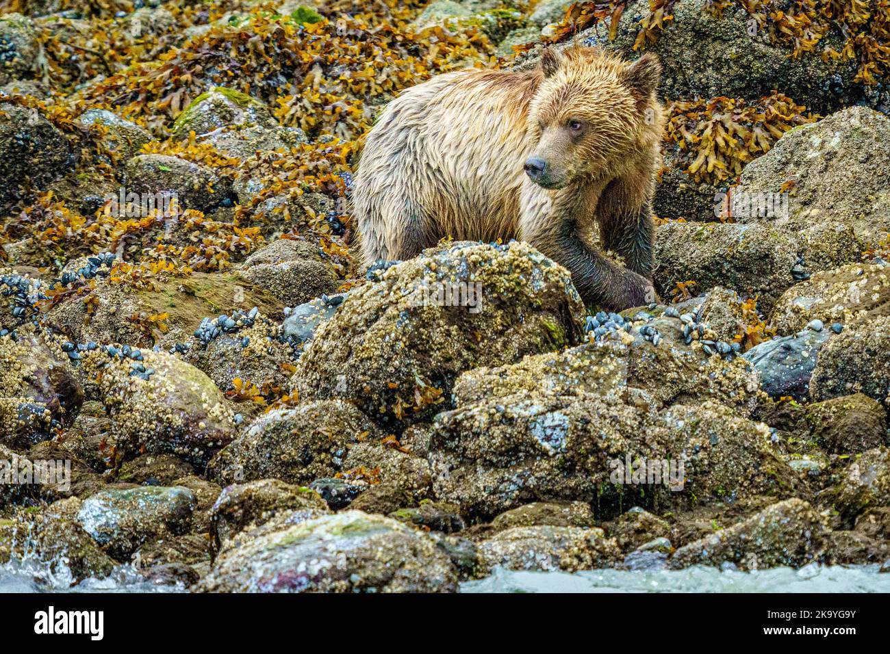 Grizzly bear cub foraging along the low tide line in Glendale Cove in Knight Inlet, First Nations Territory, British Columbia, Canada. Stock Photo
