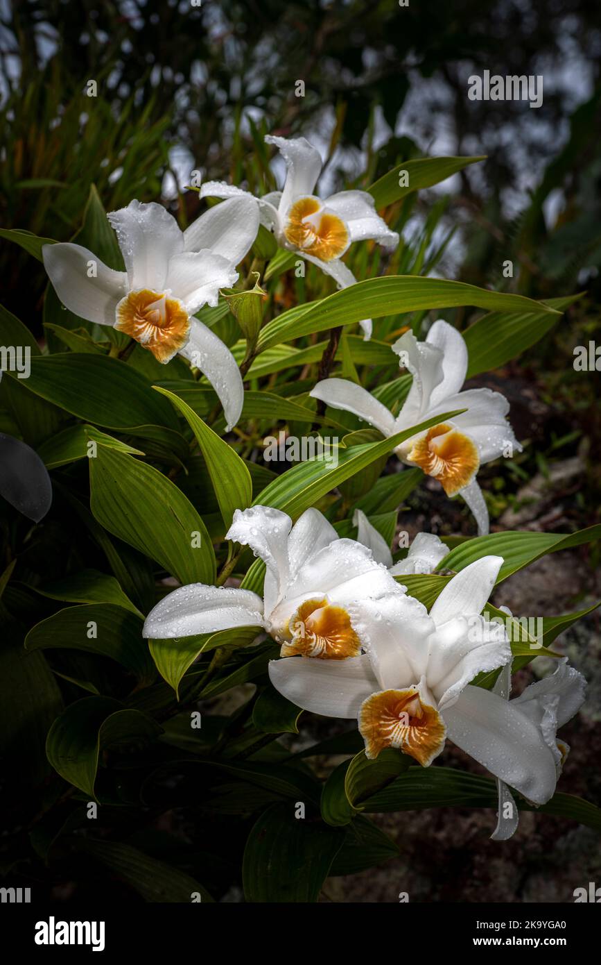 Many white sobralia orchids with flowerrs in full bloom images taken in Panamas cloud forest Stock Photo