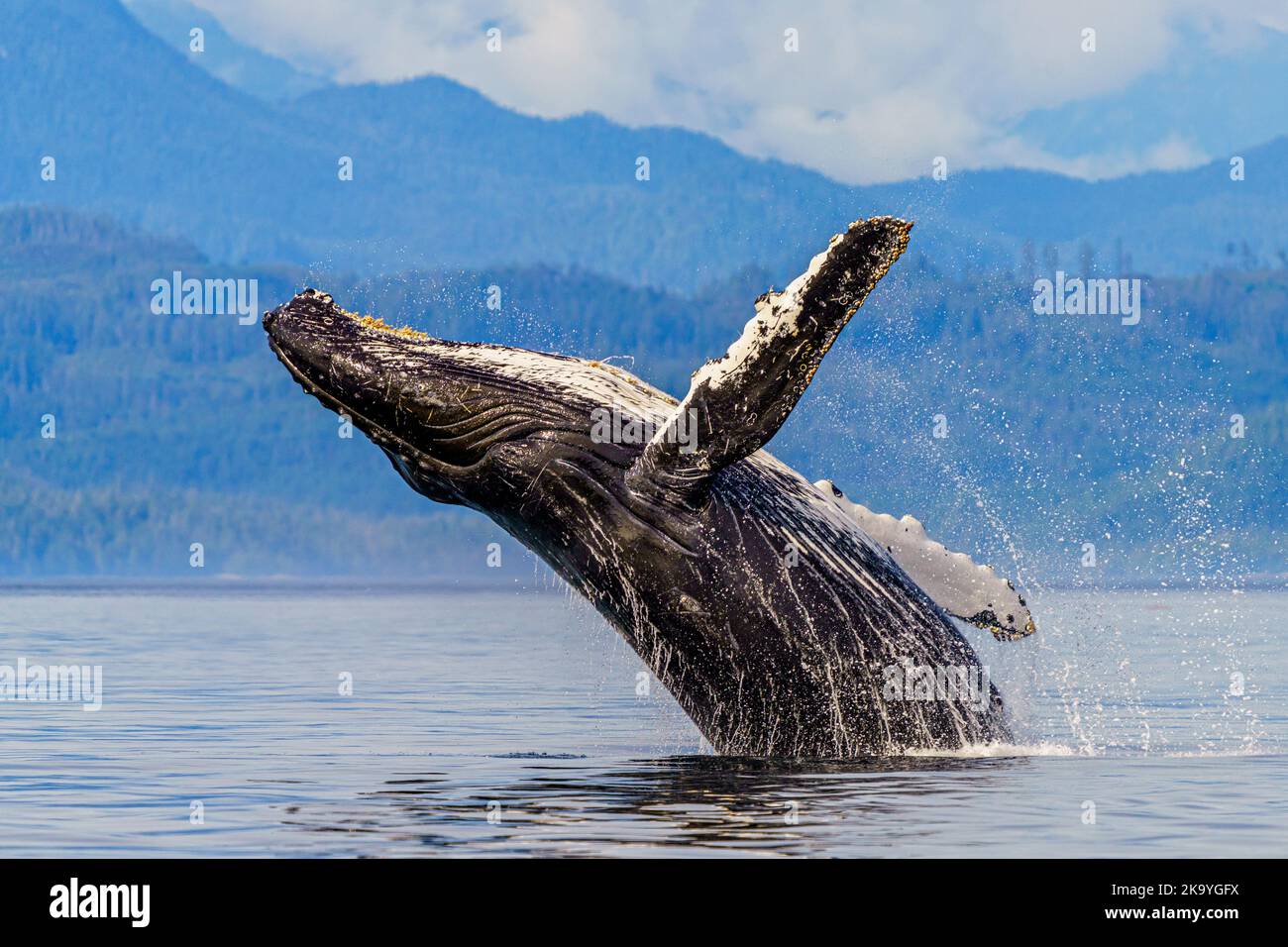 Humpback whale (Megaptera novaeangliae breaching in front of the British Columbia Coastal Mountains in Queen Charlotte Strait, First Nations Territory Stock Photo