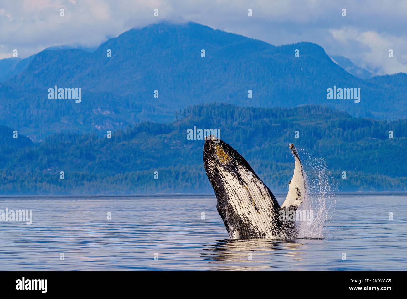 Humpback whale (Megaptera novaeangliae breaching in front of the British Columbia Coastal Mountains in Queen Charlotte Strait, First Nations Territory Stock Photo