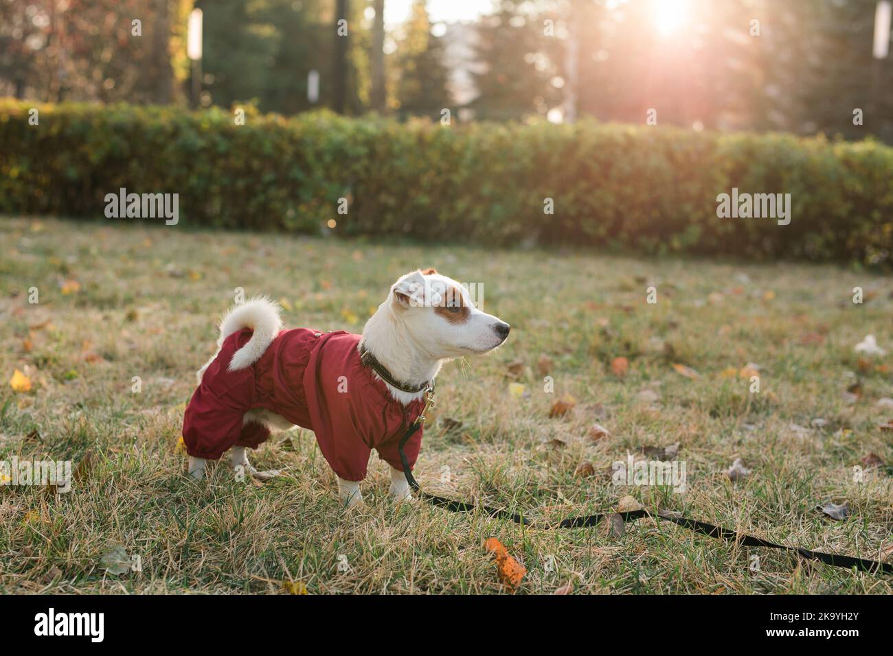 Dog playground hi-res stock photography and images - Alamy