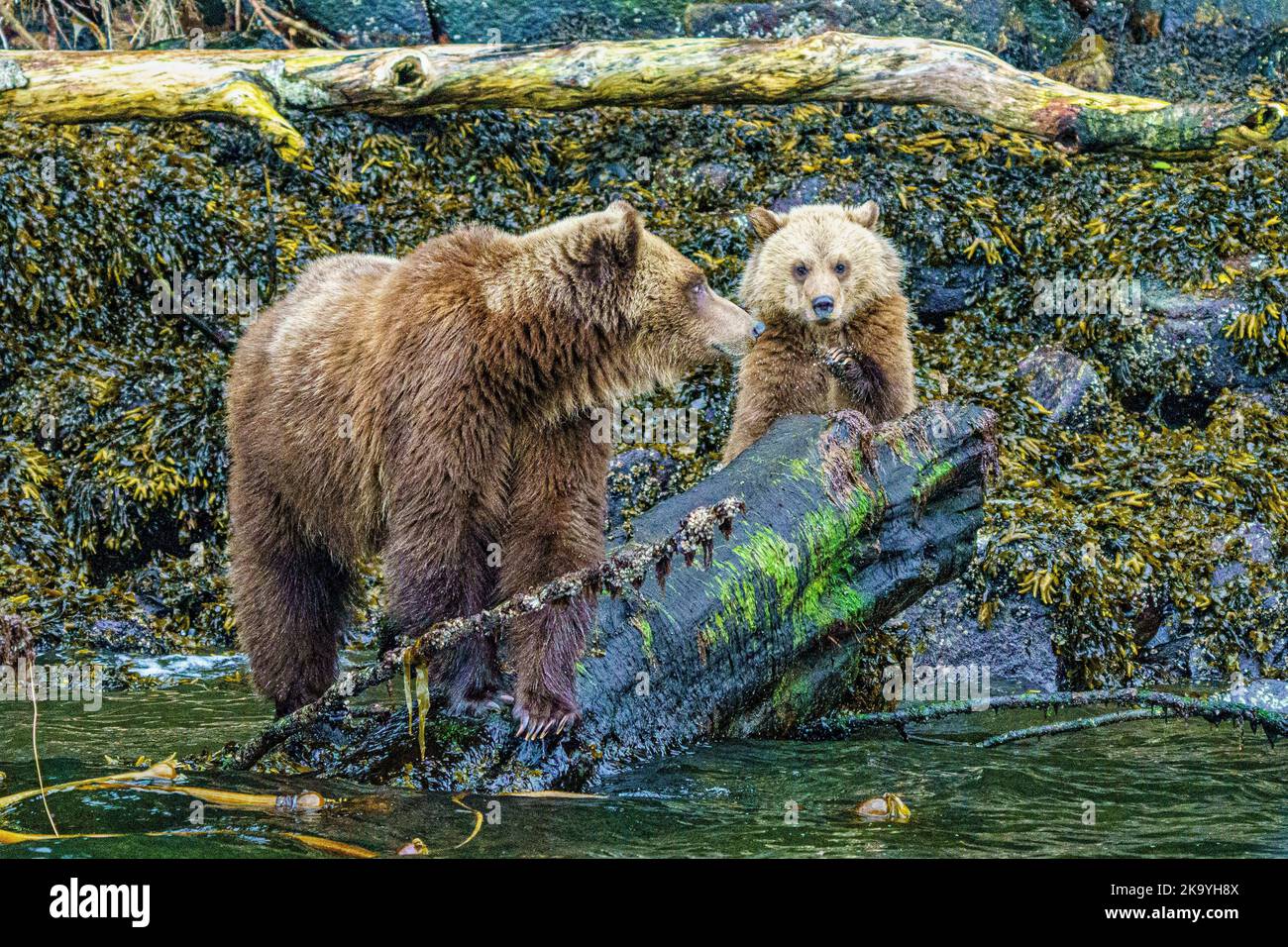 Grizzly bear mom with her cub (2nd year) feeding along the low tideline in Knight Inlet, First Nations Territory, Traditional Territories of the Kwakw Stock Photo