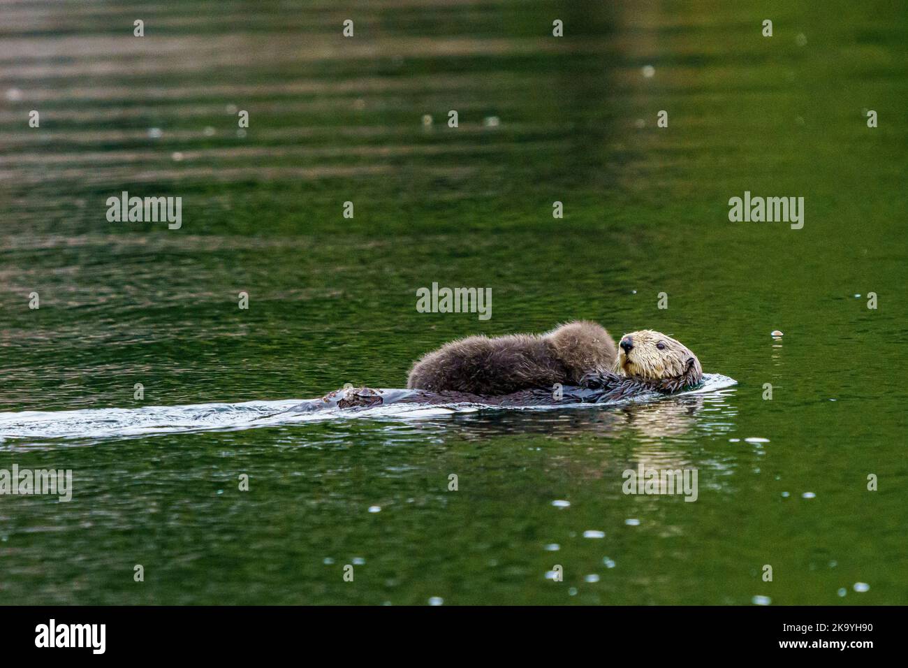 Sea otter mom with her baby in Quatsino Sound, West Coast, Vancouver Island North, First Nations Territory, Traditional Territories of the Kwakwaka'wa Stock Photo