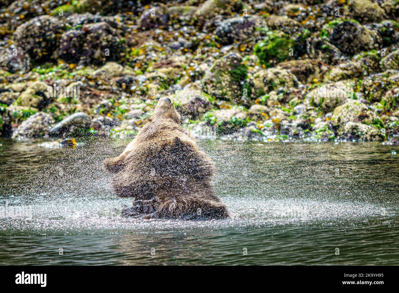 Grizzly bear mom enjoying a bath on a hot summer day along the low tideline in Knight Inlet, First Nations Territory, Traditional Territories of the K Stock Photo