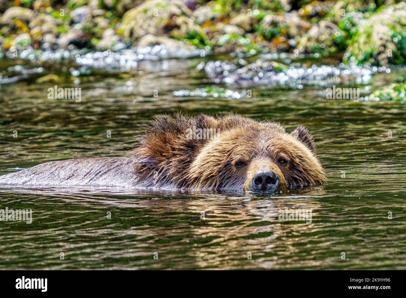 Grizzly bear mom enjoying a bath on a hot summer day along the low tideline in Knight Inlet, First Nations Territory, Traditional Territories of the K Stock Photo