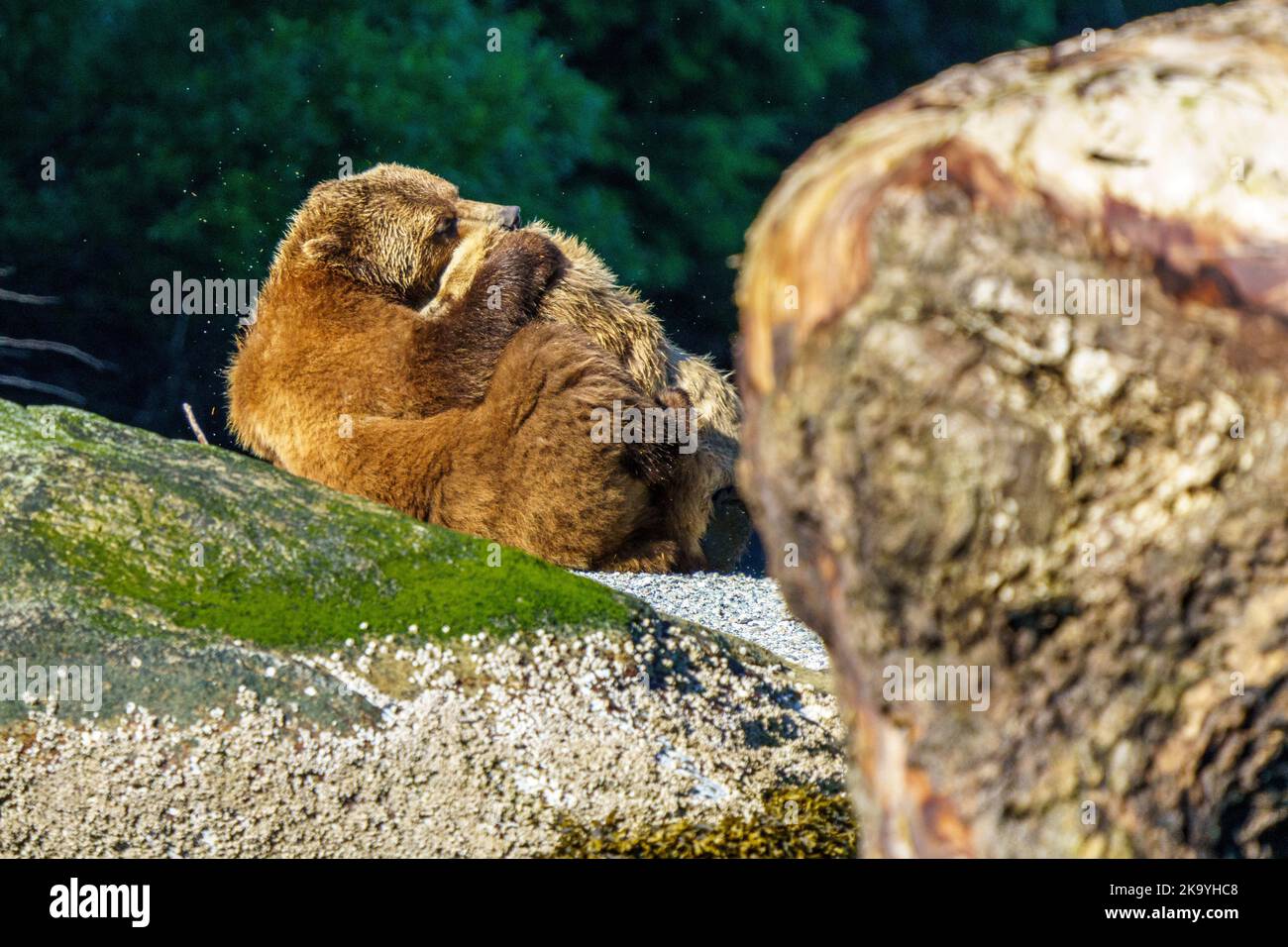 Grizzly bear mom with 1 year old cub in Knight Inlet, British Columbia, Canada Stock Photo