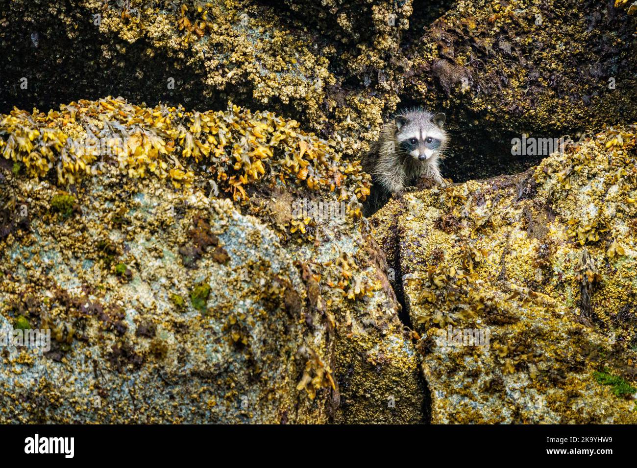 Raccoon looking out between boulders along the low tide line in the Broughton Archipelago, First Nations Territory, Traditional Territories of the Kwa Stock Photo