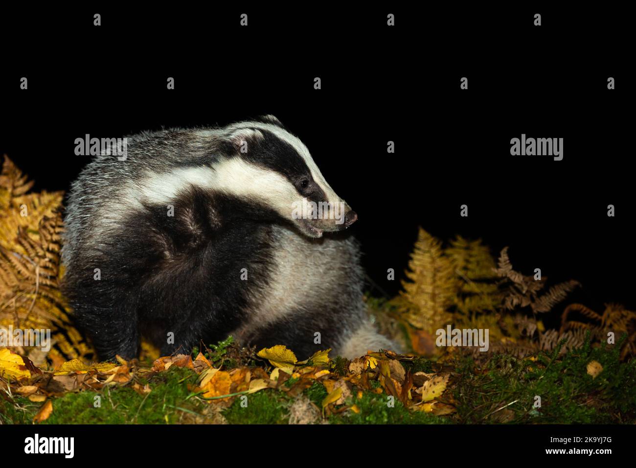 Badger, Scientific name: Meles Meles.  Close up of a wild badger alarmed and alert whilst foraging in a forest in Glen Strathfarrar, Scotland.  Horizo Stock Photo