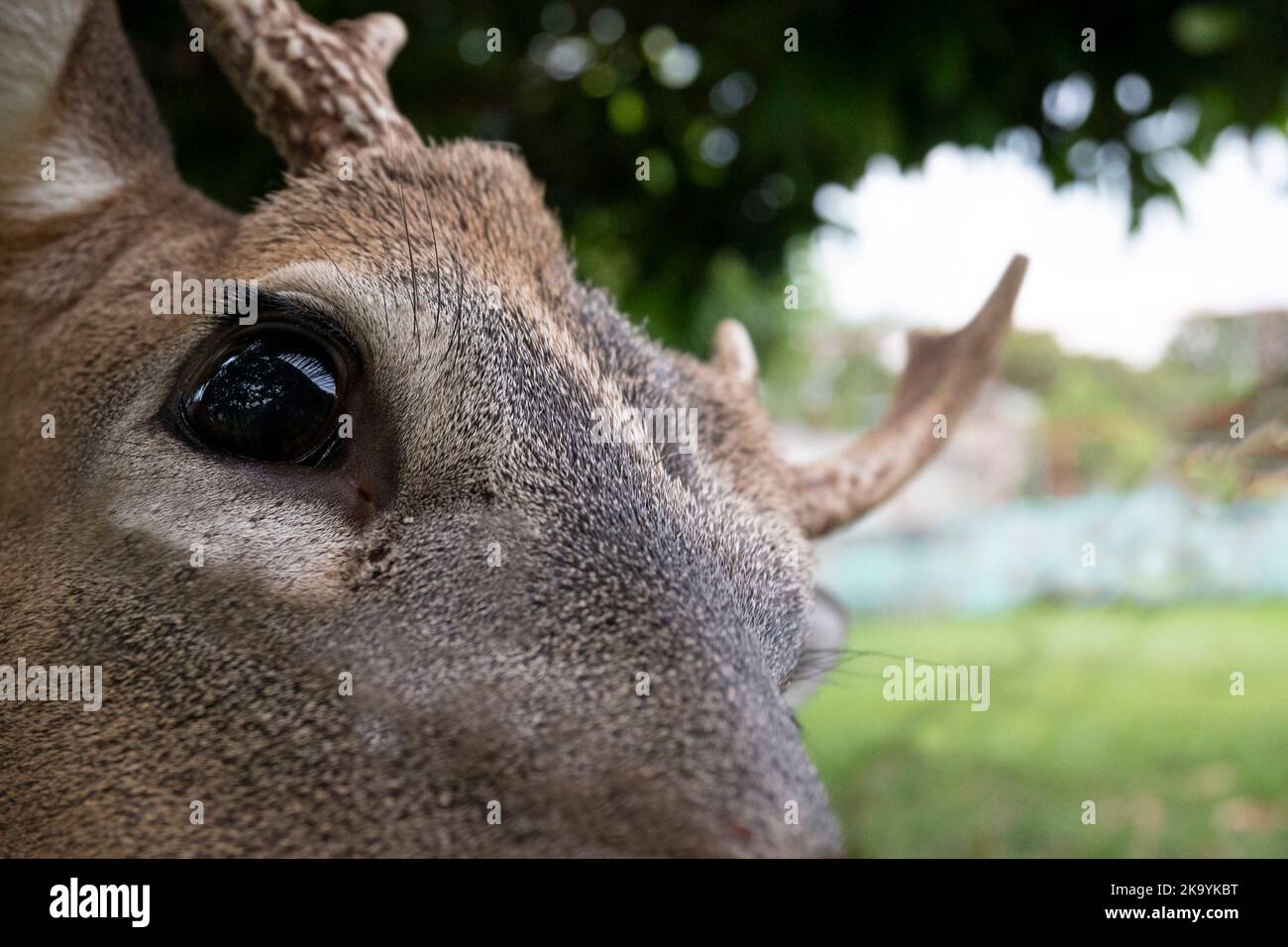 Close up of a male deer face Stock Photo