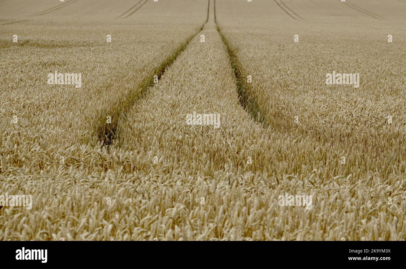 View of a wheat field in rural Denmark Stock Photo - Alamy