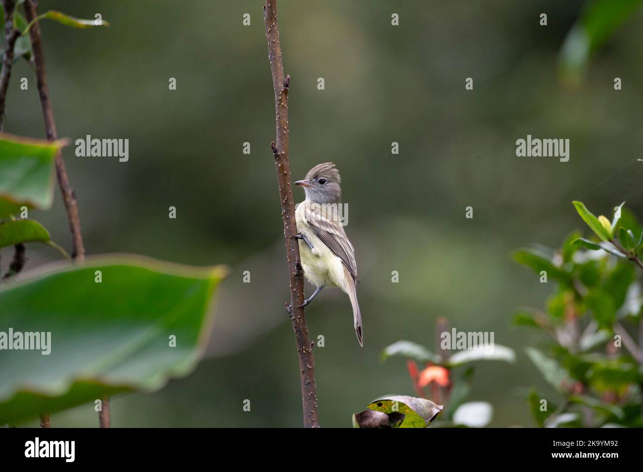 Yellow-bellied Elaenia (Elaenia flavogaster) perched on a tree branch Stock Photo