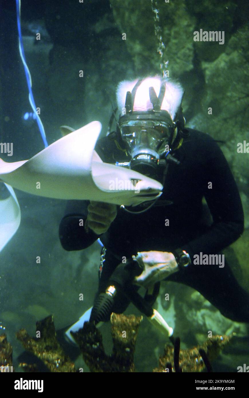A marine biologist enters the aquarium tank to exam in the fish and a ...