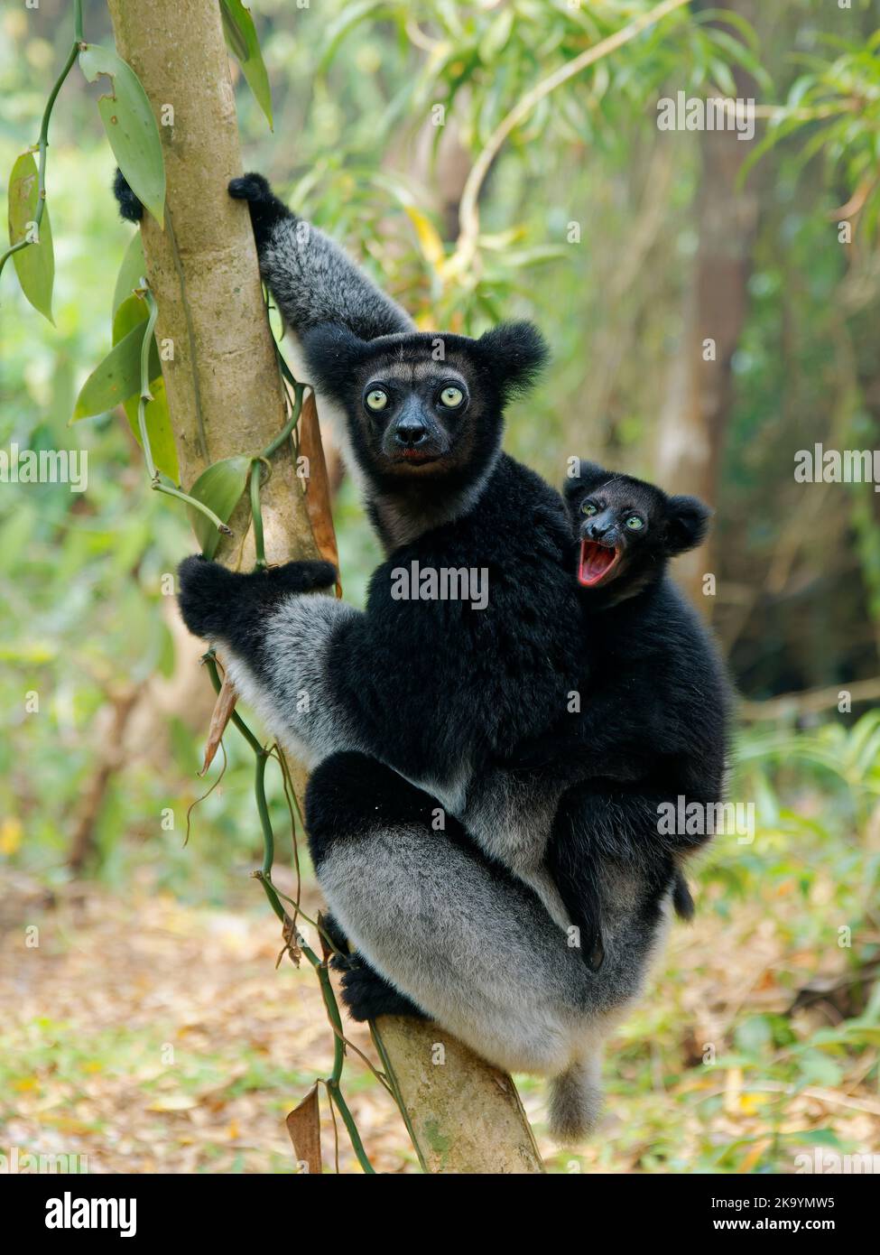Indri indri with smiling baby - Babakoto the largest lemur of Madagascar has a black and white coat, climbing or clinging, moving through the canopy, Stock Photo
