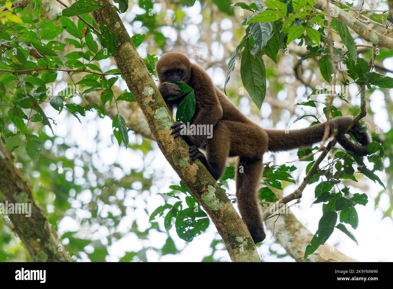 Common Woolly Monkey or Brown or Humboldt's woolly monkey (Lagothrix lagothricha) from South America in Colombia, Ecuador, Peru, Bolivia, Brazil and V Stock Photo