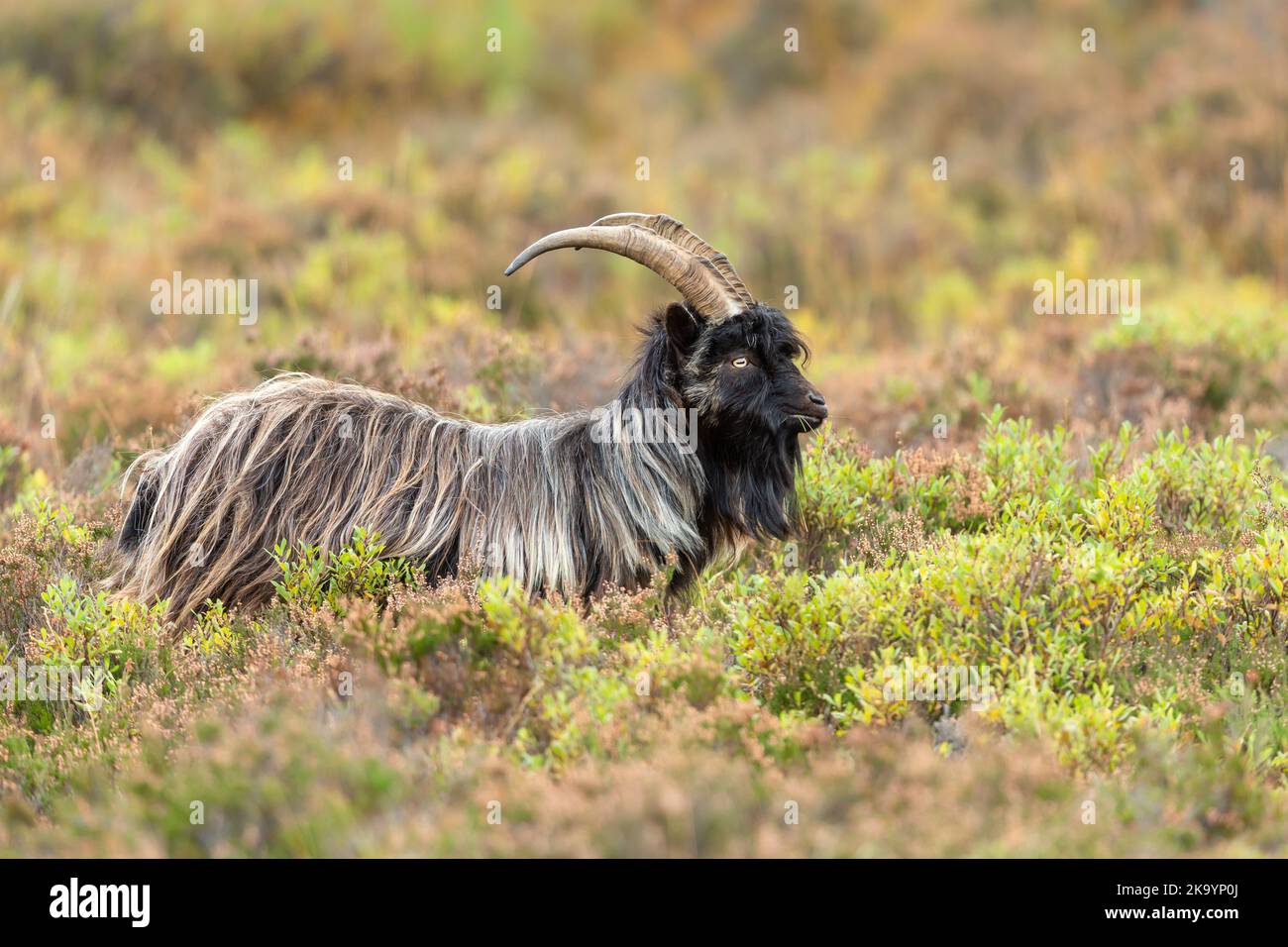 Wild Feral Goat in Glen Strathfarrar, Scottish Highlands.  A long horned, long haired, wild billy goat, chewing grasses and facing right.   Scientific Stock Photo