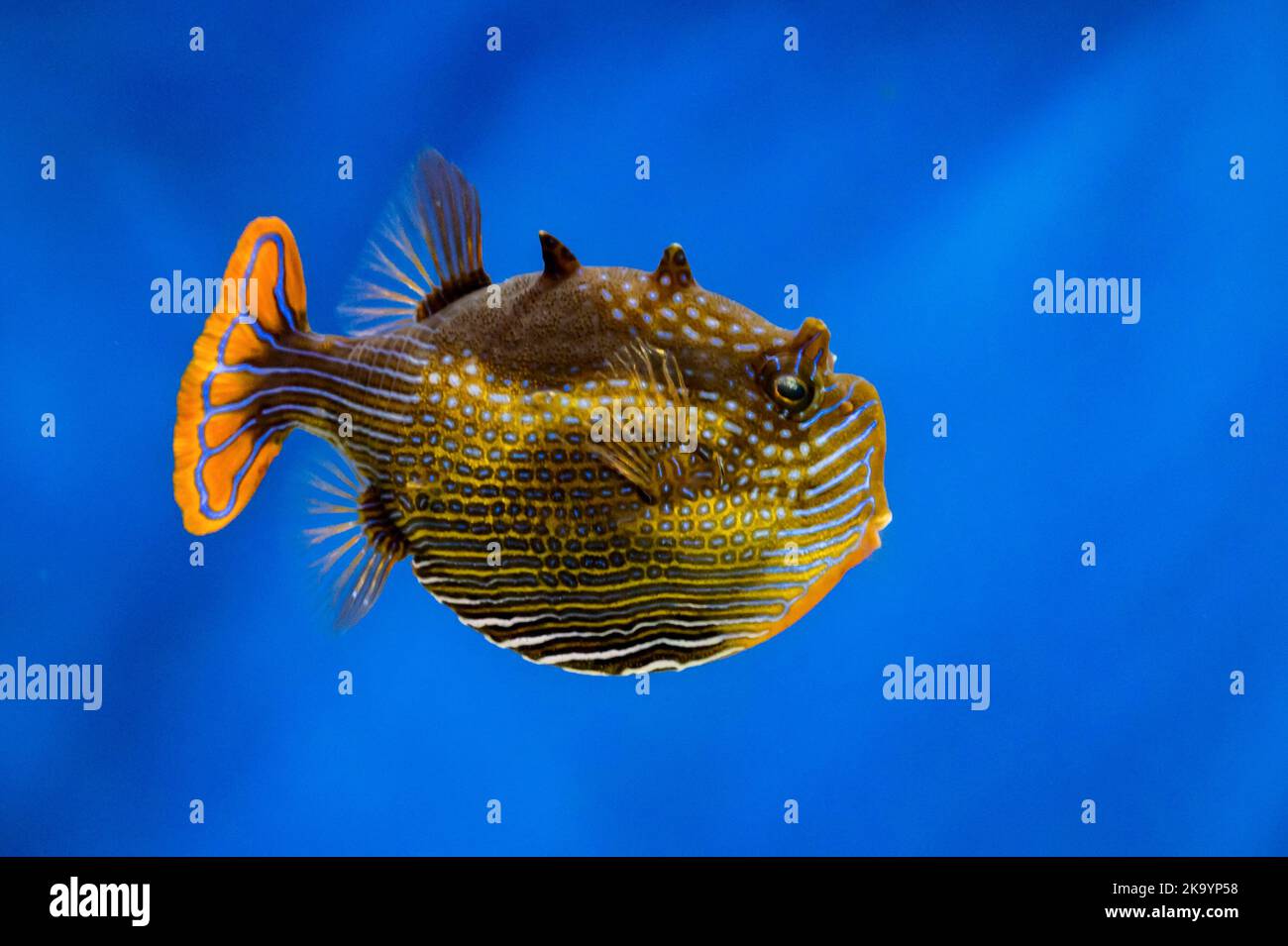View of Diodon or Porcupinefishes. Balloonfishes in an aquarium, close ...