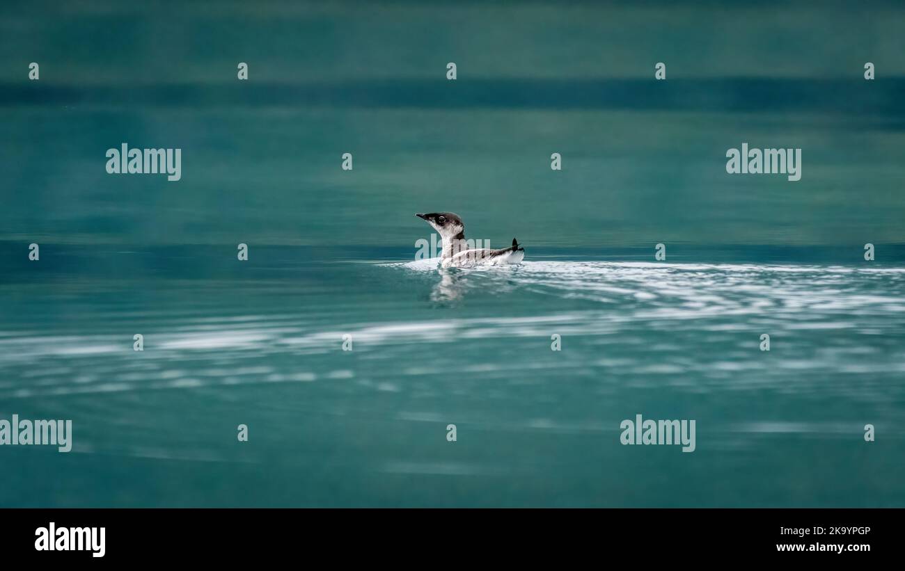 Marbled Murrelet (Brachyramphus marmoratus) swimming off the coast of southeast Alaska, USA. Stock Photo