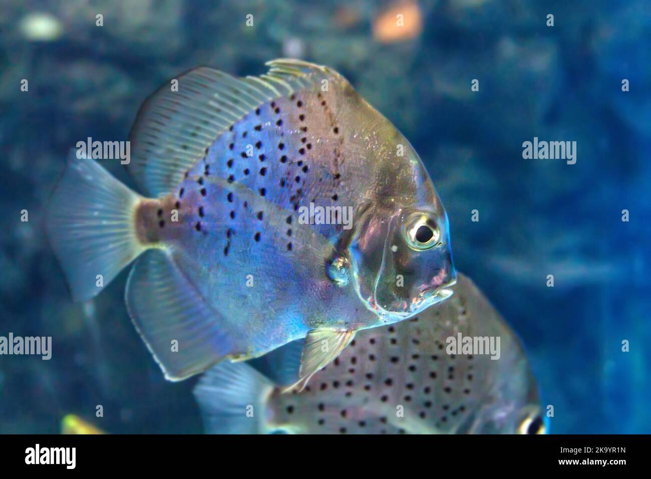 Symphysodon or blue discus in a tropical aquarium on a background of corals. Stock Photo