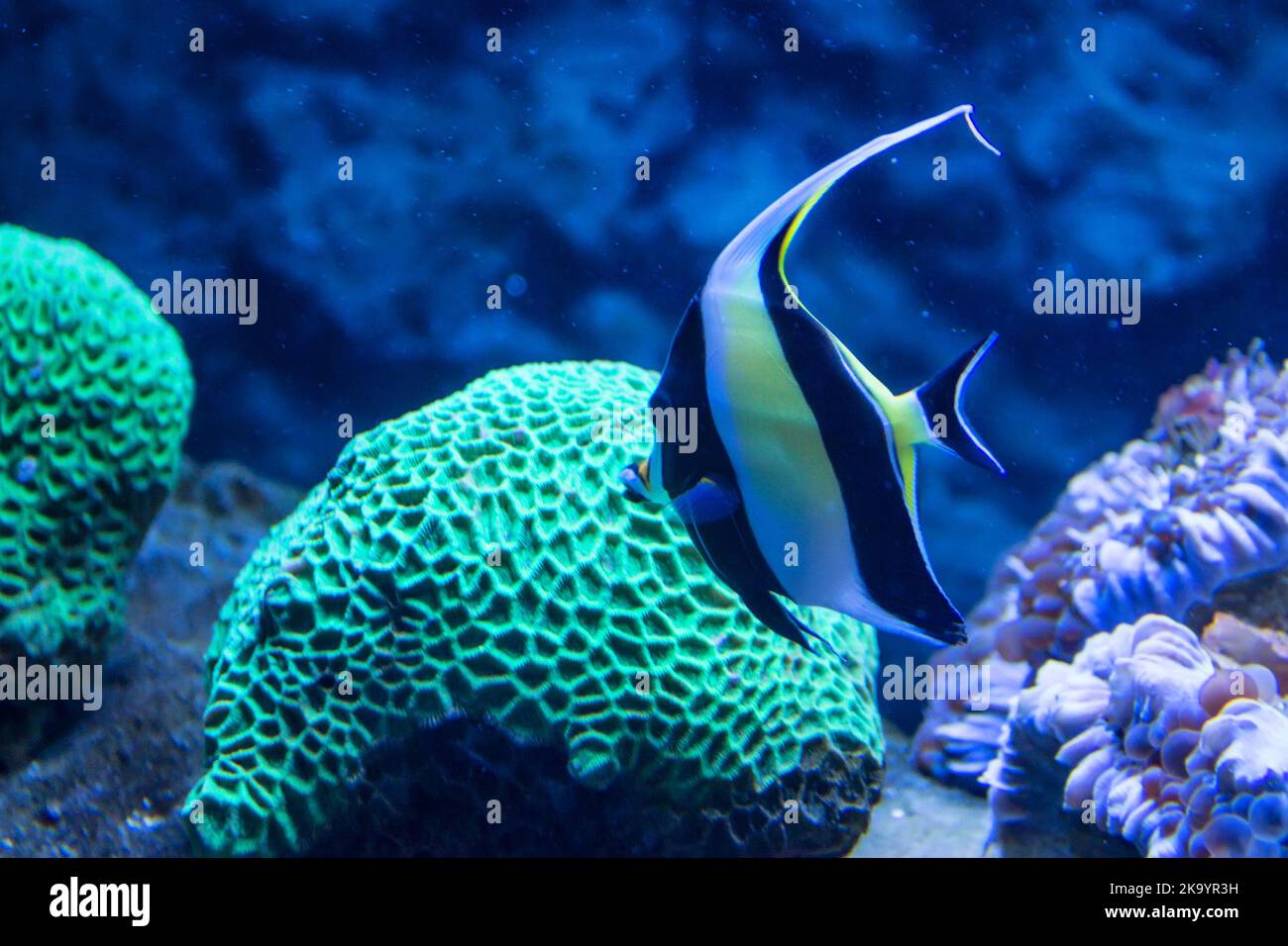 Moorish idol fish, latin name Zanclus cornutus. View of the fish in an aquarium on a background of corals Stock Photo
