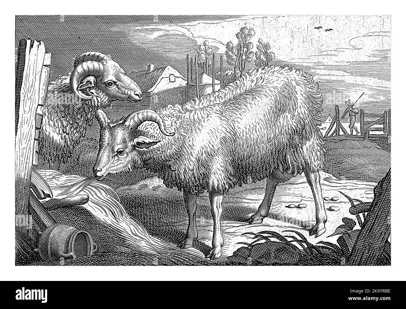 Jacob sheep ram hi-res stock photography and images - Alamy, image size:1300x991