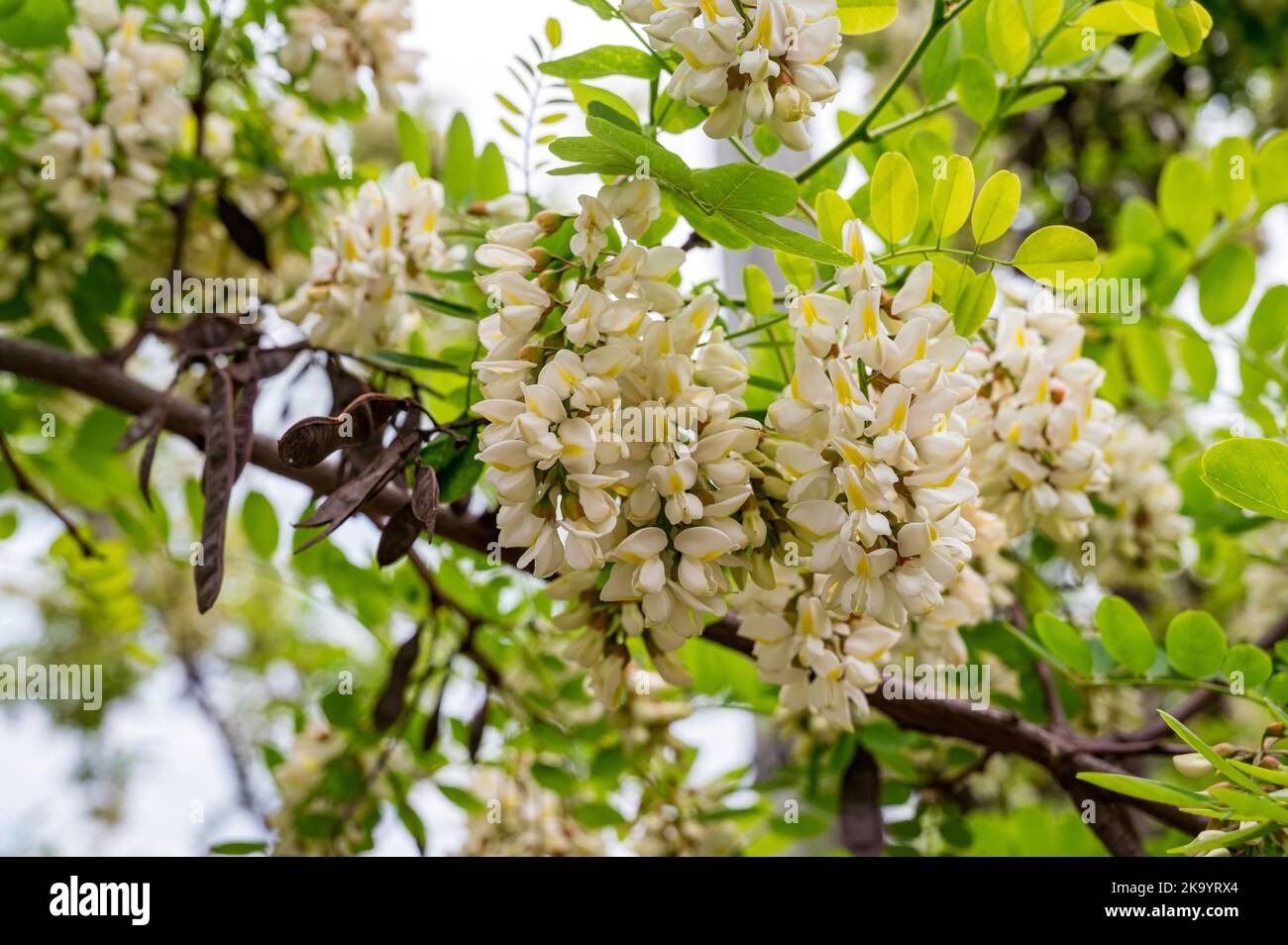 Blooming clusters of acacia. Collect nectar. Branches of black locust, Robinia pseudoacacia