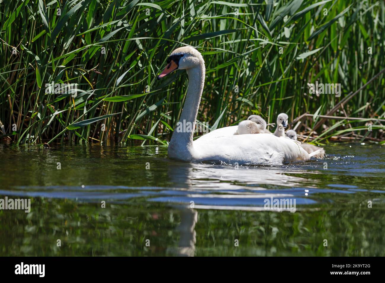 Adult swan carrying his offspring Stock Photo