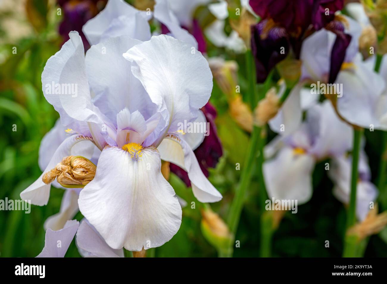 View of White irises. Delicate flowers with elegant petals, close-up photo. Stock Photo