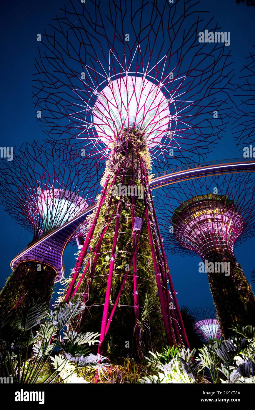 Supertree Grove at night - Gardens by the Bay, Singapore Stock Photo