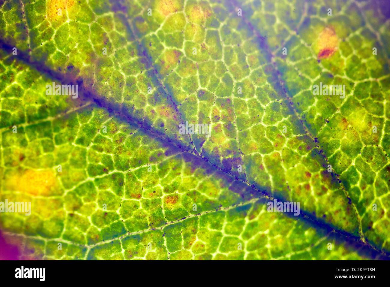 beautiful autumn leaf patterns under the microscope Stock Photo