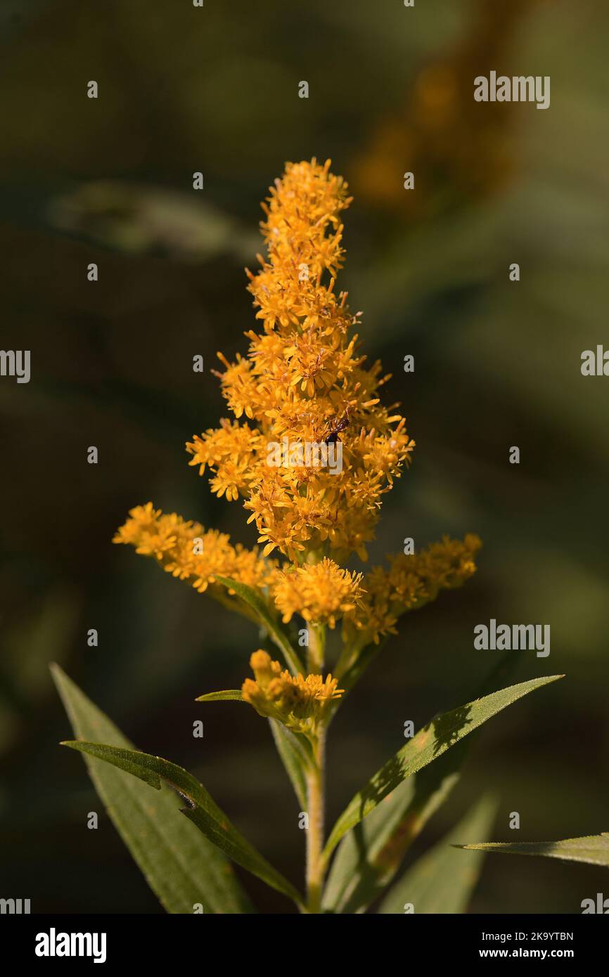 Bright yellow wild goldenrods Solidago canadensis against a blurred floral background. Stock Photo