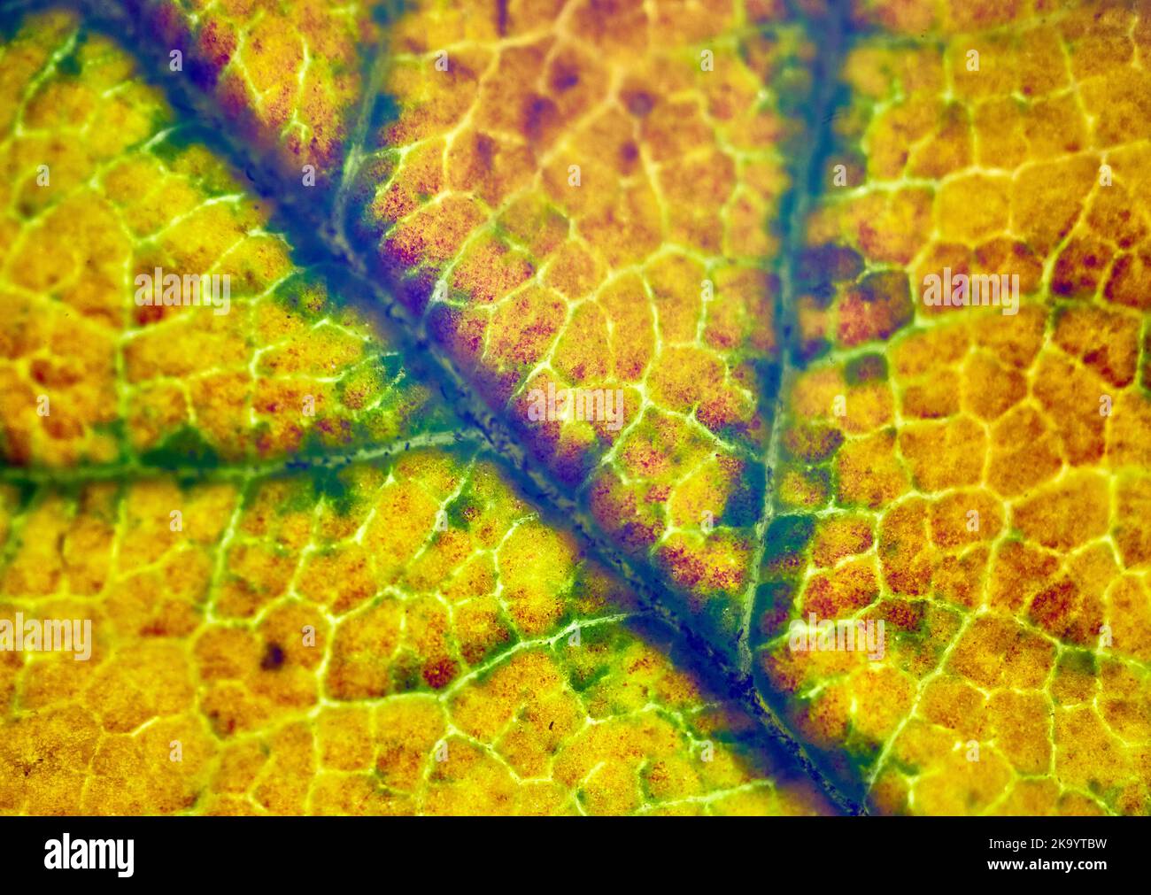 beautiful autumn leaf patterns under the microscope Stock Photo