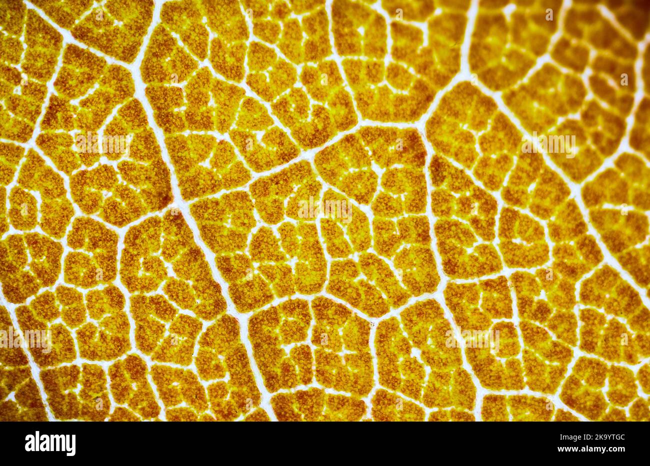 beautiful autumn leaf patterns under the microscope Stock Photo