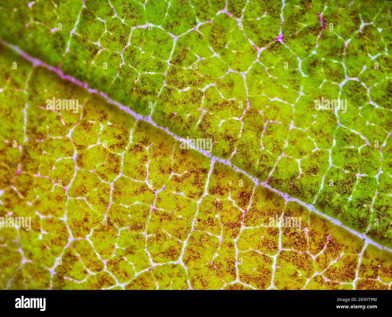 beautiful autumn leaf patterns under the microscope Stock Photo