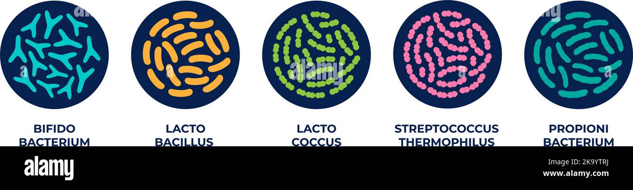 Useful Bacteria Examples Probiotics in a circle. Good bacteria and microorganisms ...