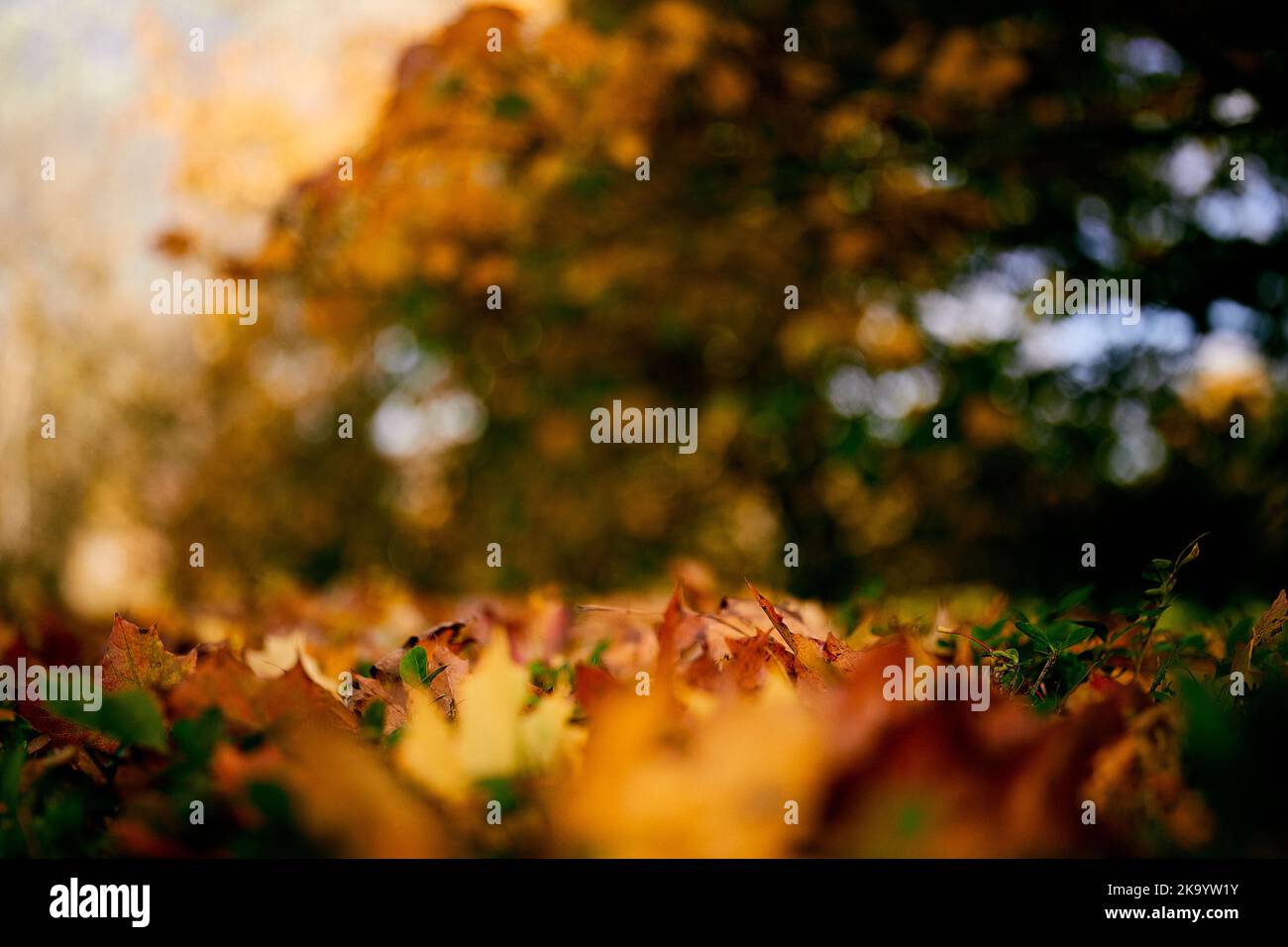 Forest floor covered in leaves hi-res stock photography and images - Alamy