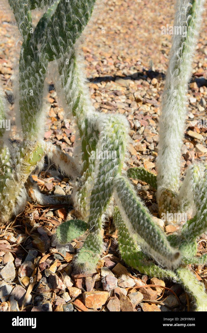 Wooly Jacket Cacti in Tucson AZ Stock Photo