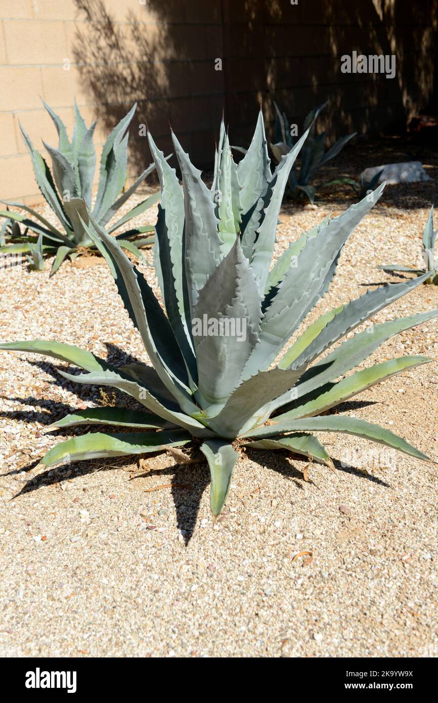 Agave plants growing freely in Tucson AZ Stock Photo Alamy
