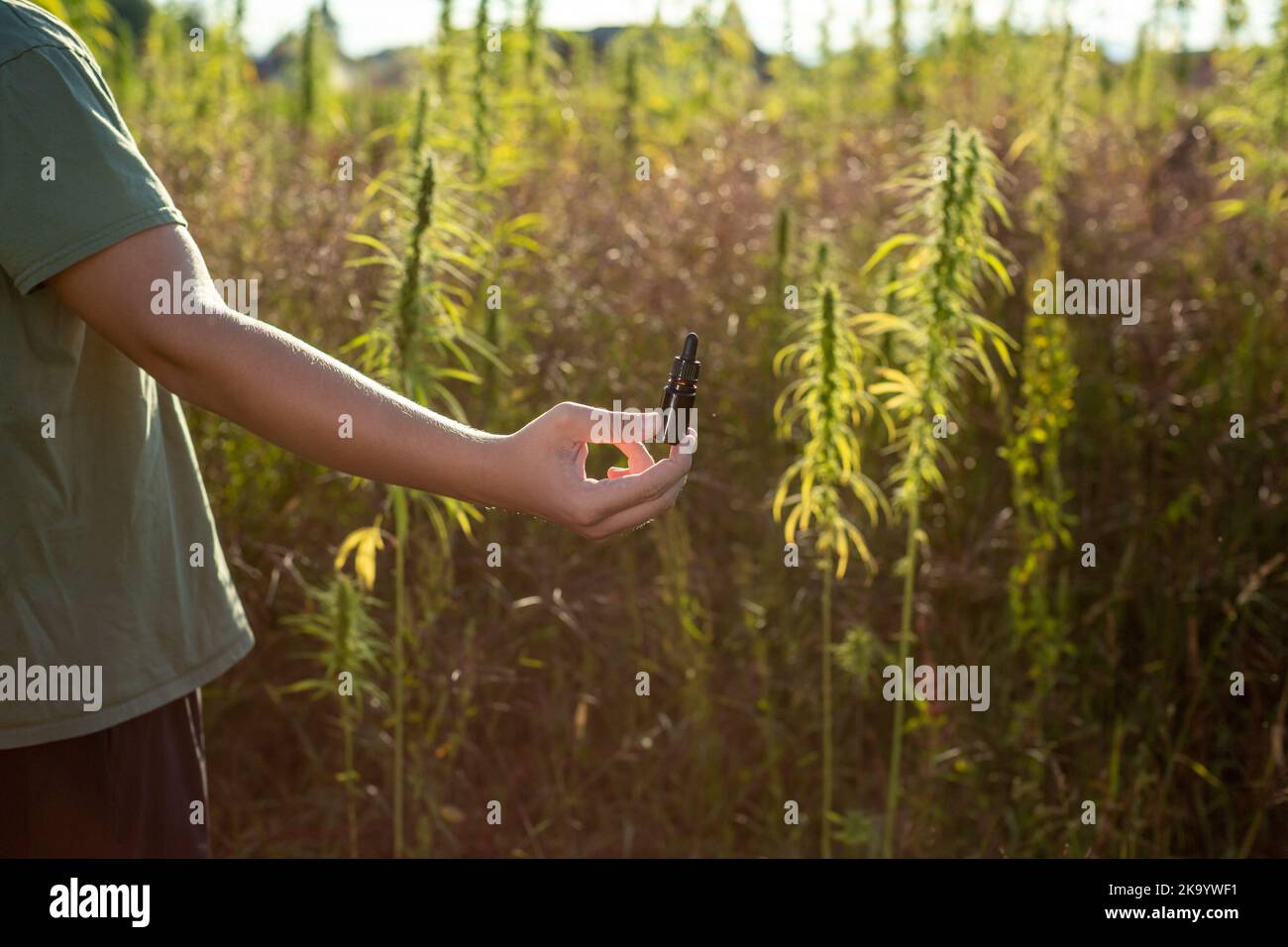 Hand holding pipette bottle filled with hemp seed oil at the cannabis