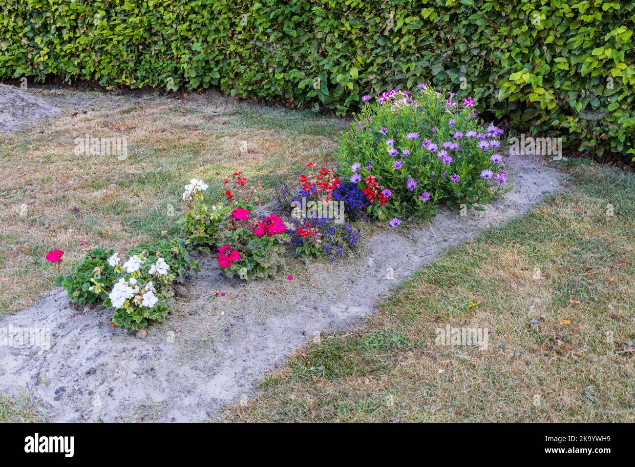 Grave with fresh and colorful anual plants at graveyard in Marum in municipality Westerkwartier in Groningen province the Netherlands Stock Photo