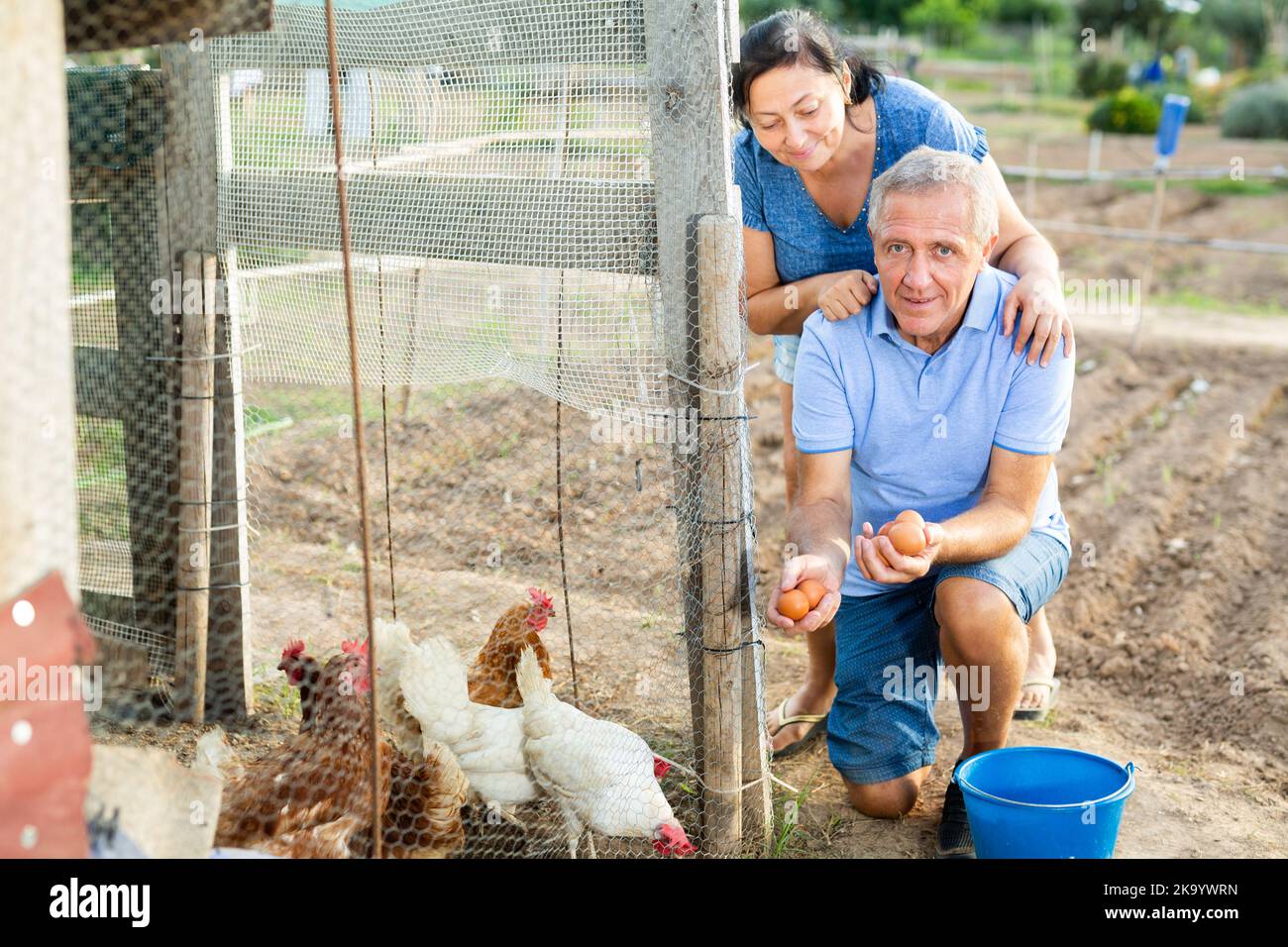 Married couple together collecting chicken eggs in chicken coop