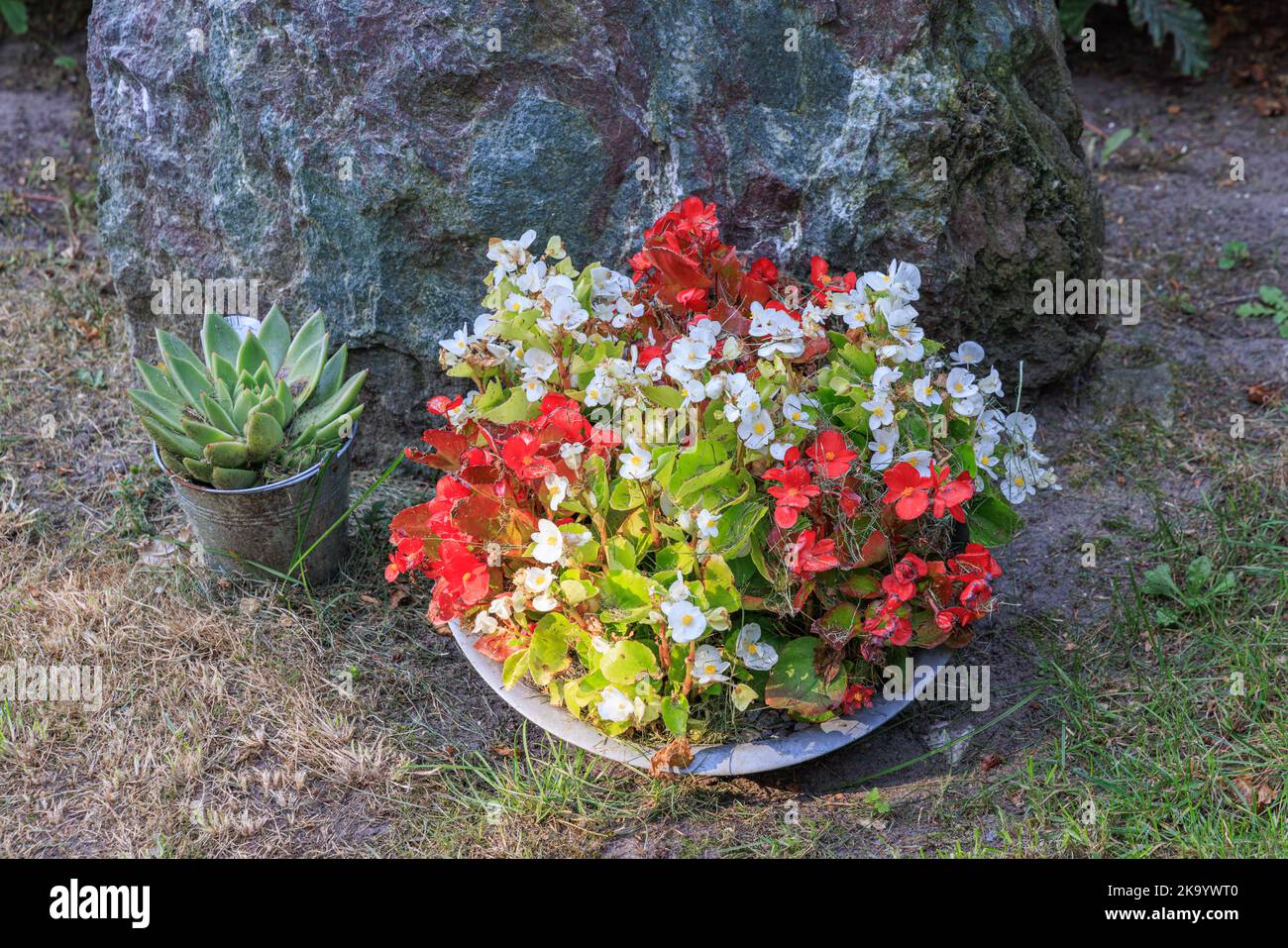 Grave with bowl and colorful begonia plants and socculent plant, at graveyard in Marum in municipality Westerkwartier in Groningen province the Netherlands Stock Photo