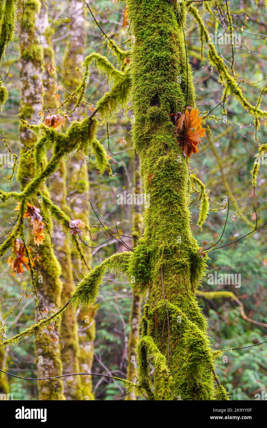Maple trees coevered with green moss in a coastal temperate forest Stock Photo