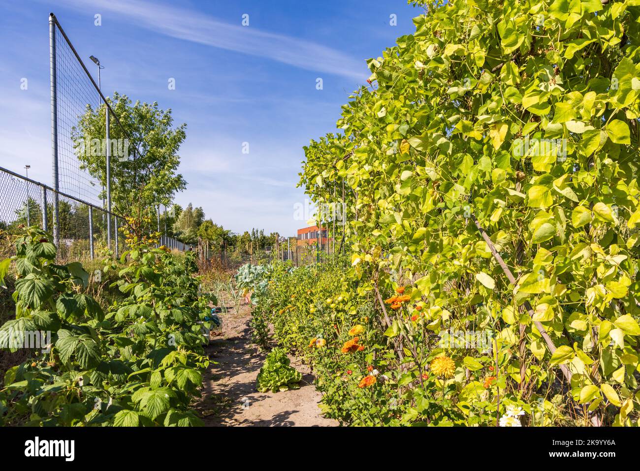 Allotment garden in Marum with IKC school in the background in municipality Westerkwartier in Groningen province the Netherlands Stock Photo
