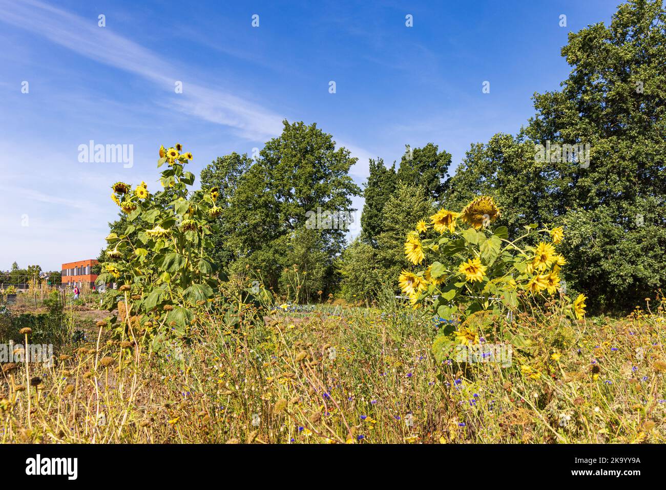 Allotment garden with wild flower field to attract insects in Marum in municipality Westerkwartier in Groningen province the Netherlands Stock Photo